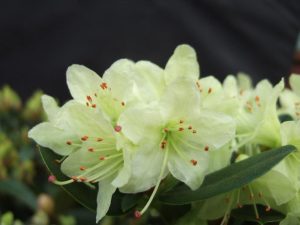 Rhododendron 'Shamrock'-0