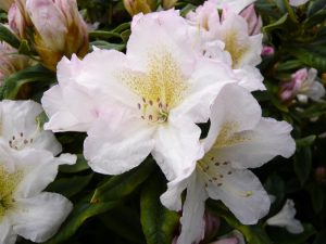 Rhododendron 'Silver Sixpence'-0