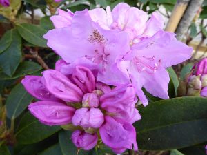 Rhododendron 'Sleepy'-0