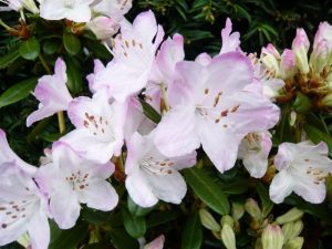 Rhododendron 'Snipe'-0