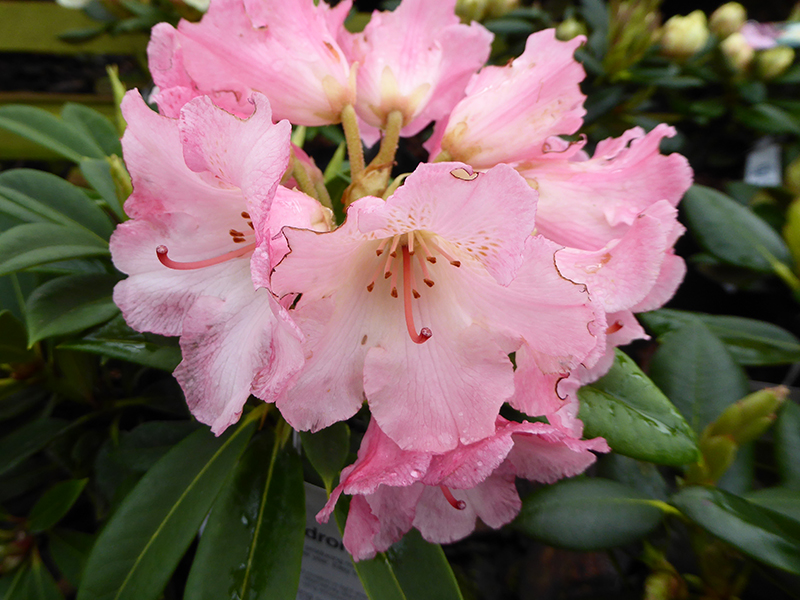 Rhododendron 'Surrey Heath'-0