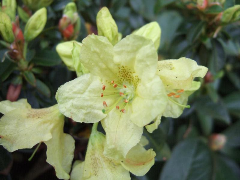 Rhododendron 'Swift'-0