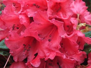 Rhododendron 'Titian Beauty'-0
