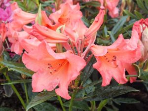 Rhododendron 'Tortoiseshell Wonder'-0