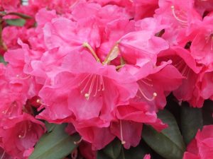 Rhododendron 'Willbrit'-0