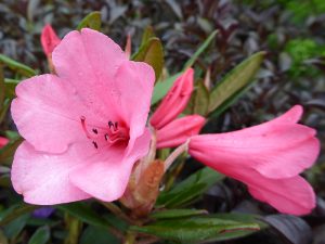 Rhododendron 'Winsome Group'-0
