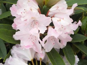 Rhododendron 'Caroline Allbrook'-0