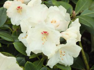 Rhododendron 'Flava'-0