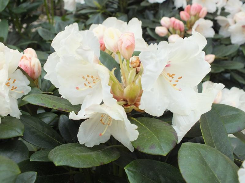 Rhododendron 'Flava'-4463
