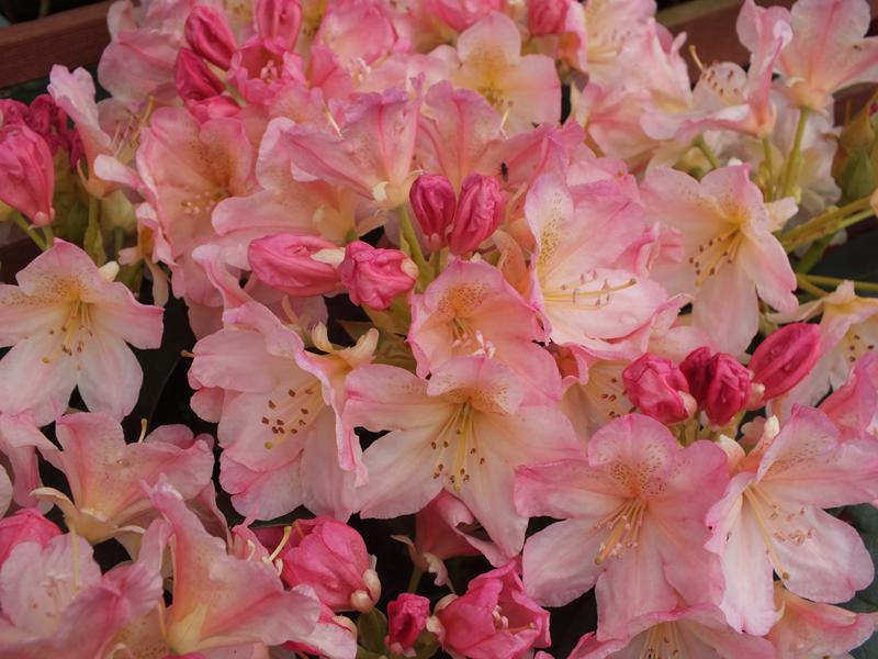 Rhododendron 'Percy Wiseman'-4464