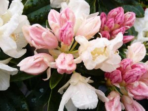 Rhododendron 'Golden Torch'-0