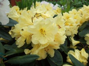 Rhododendron 'Golden Wedding'-0