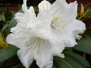 Rhododendron 'Yaku Incense'-0