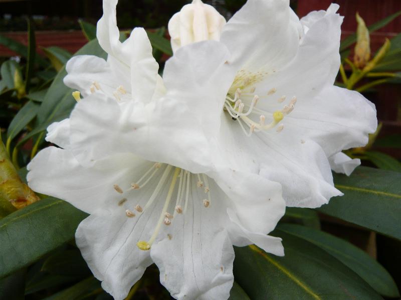 Rhododendron 'Yaku Incense'-0