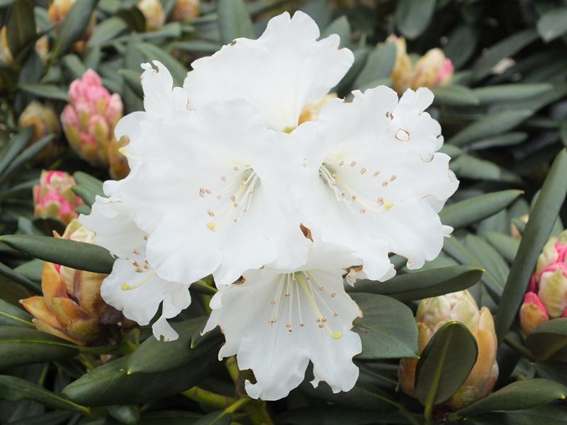 Rhododendron 'Yaku Incense'-3986