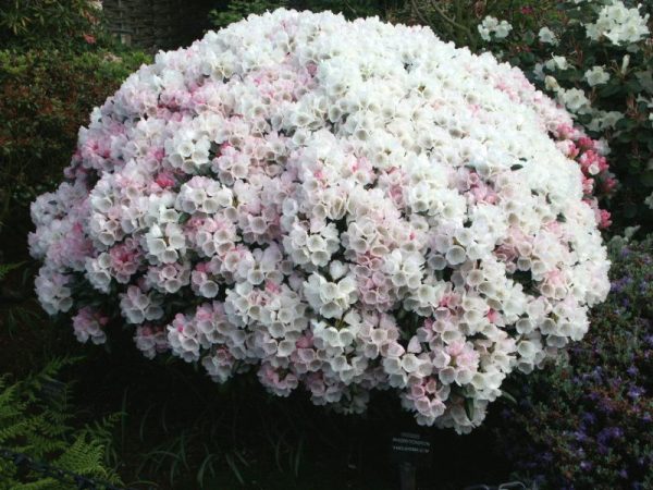 Rhododendron yakushimanum yakushimanum-0