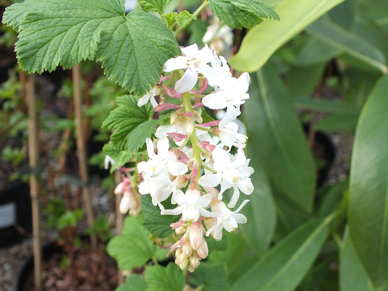 Ribes sanguineum 'White Icicle'-0