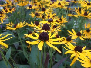 Rudbeckia fulgida 'Little Gold Star'-0