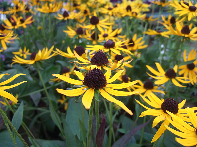 Rudbeckia fulgida 'Little Gold Star'-0
