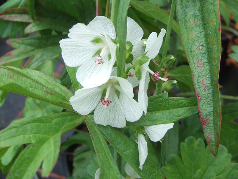Sidalcea 'Candida'-0