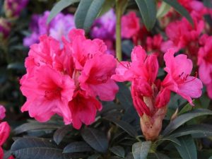 Rhododendron 'Sneezy'-0