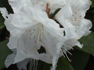 Rhododendron 'Snow Crown'-0