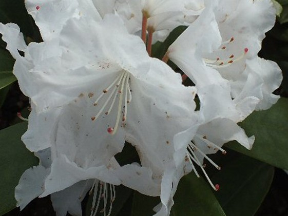 Rhododendron 'Snow Crown'-0