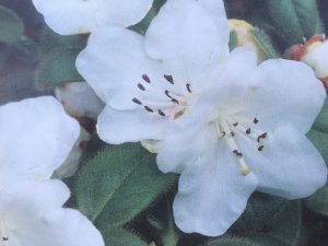 Rhododendron 'Snow Lady'-0