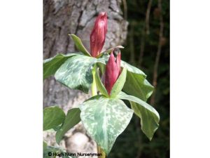 Trillium cunetum-0