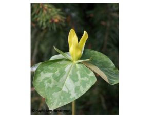 Trillium luteum-0