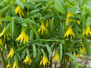 Uvularia grandiflora-0