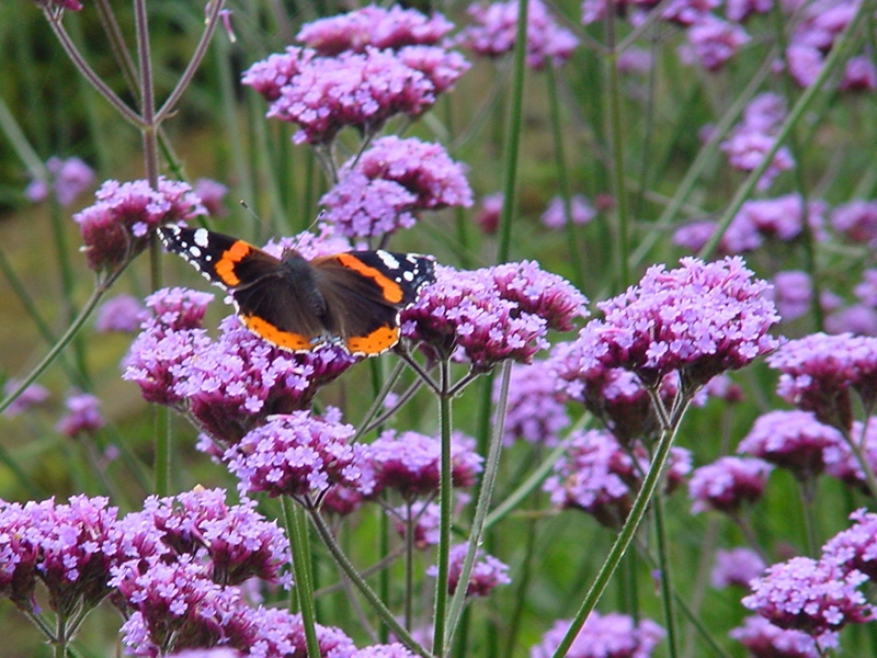 Verbena bonariensis-0