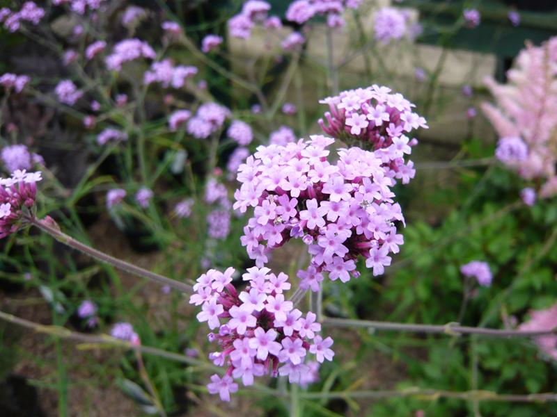 Verbena bonariensis-3072