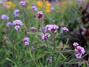Verbena bonariensis 'Lollipop'-0