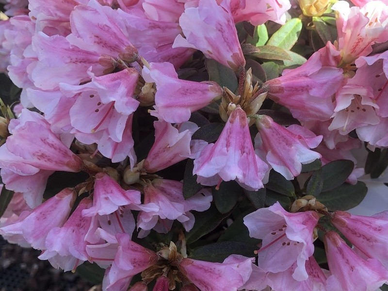 Rhododendron 'Wee Bee'-0