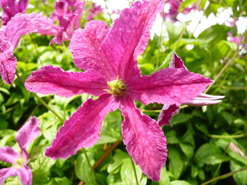 Clematis viticella 'Abundance'-0