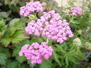 Achillea millefolium 'Lilac Beauty'-0