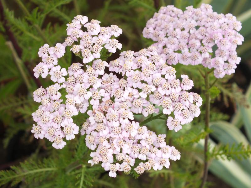 Achillea millefolium 'Lilac Beauty'-5465