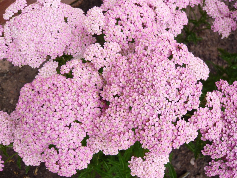 Achillea millefolium 'Pretty Belinda'-4820