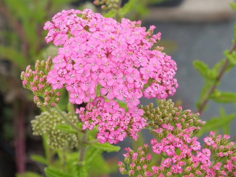 Achillea millefolium 'Pretty Belinda'-0
