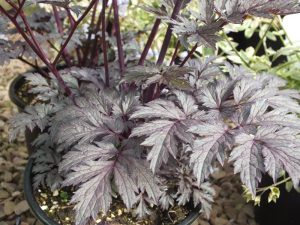 Actaea simplex 'Chocoholic'-0
