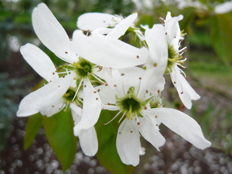 Amelanchier x grandiflora 'Ballerina'-3557