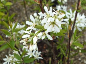 Amelanchier x grandiflora 'Ballerina'-0