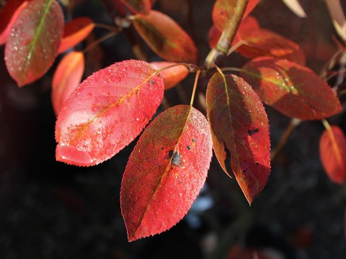 Amelanchier x grandiflora 'Ballerina'-26496