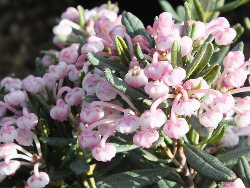 Andromeda polifolia 'Blue Ice'-0