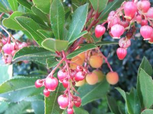 Arbutus unedo F. Rubra-0
