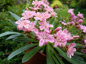 Lewisia Ashwood Carousel Hybrids Salmon Pink Shades-0