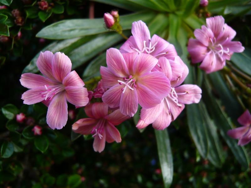 Lewisia Ashwood Carousel Hybrids Salmon Pink Shades-4766
