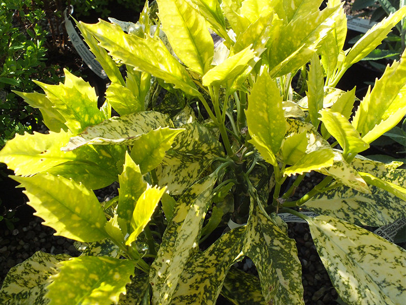 Aucuba japonica 'Golden King' (Male)-0