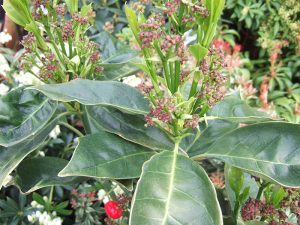 Aucuba japonica 'Rozannie'-0